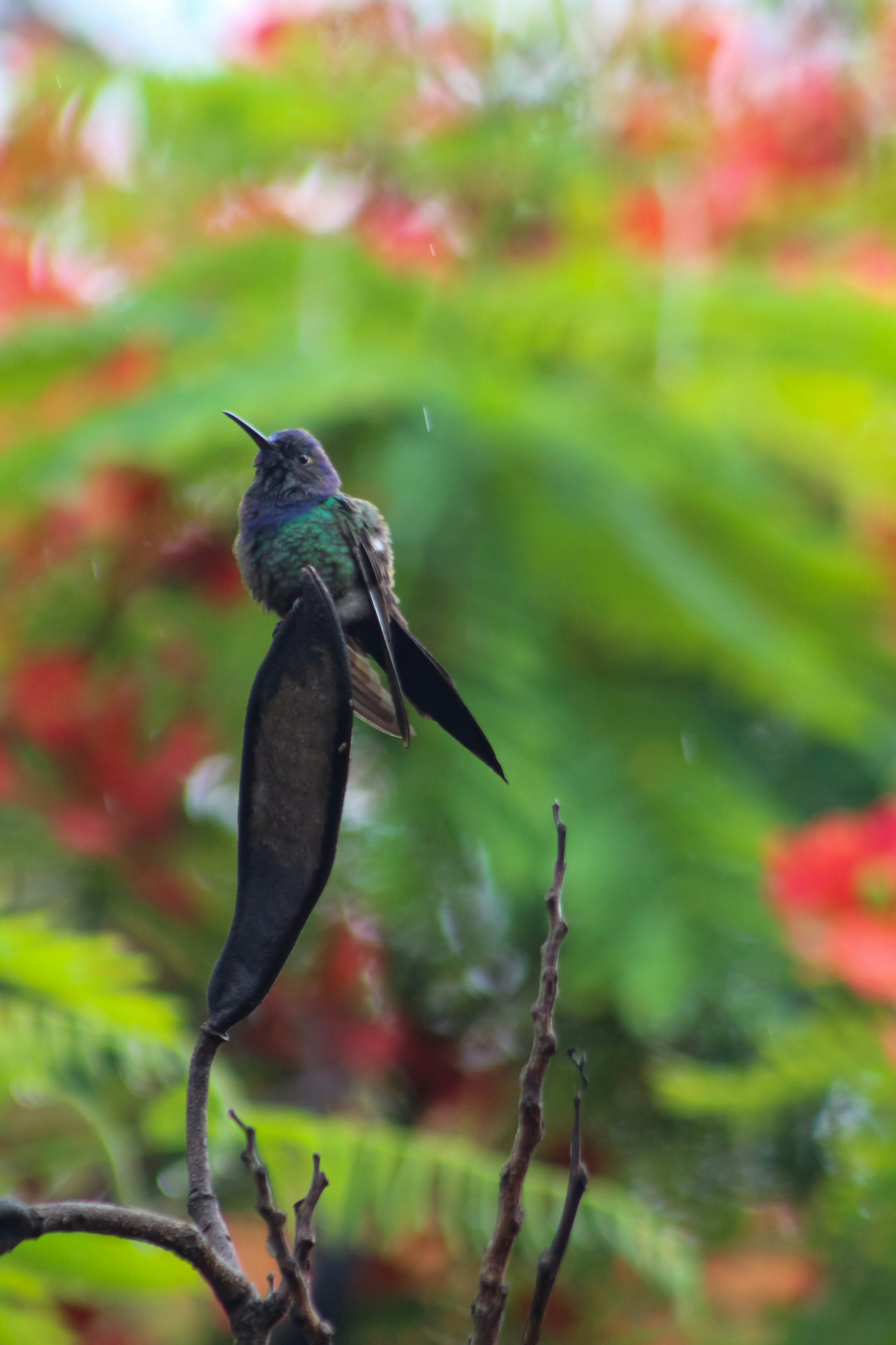 seekor burung kolibri bertengger di cabang pohon