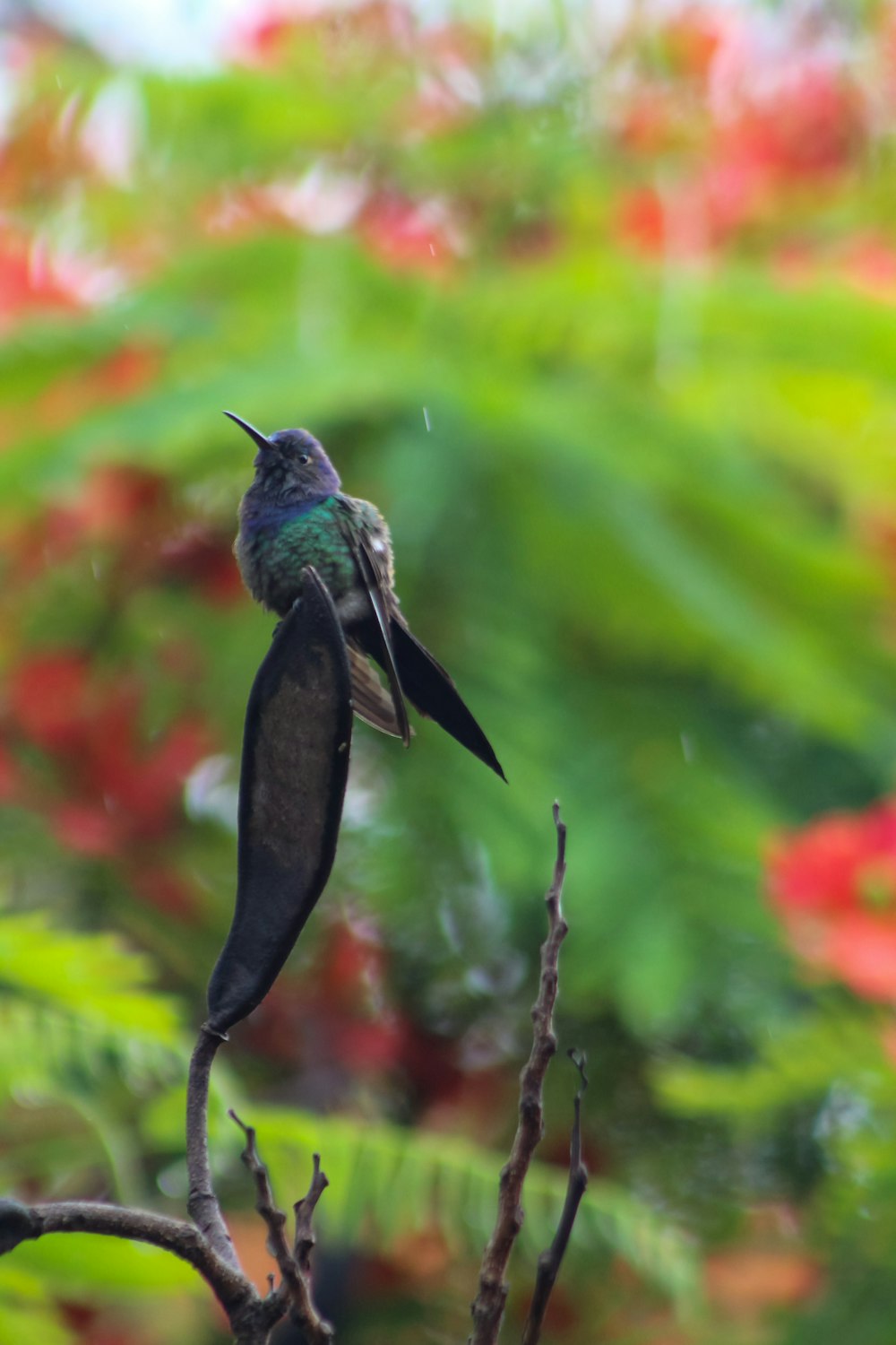 a hummingbird perched on a tree branch