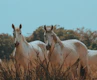 a group of white horses standing next to each other