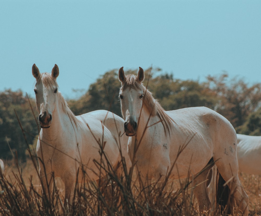 a group of white horses standing next to each other