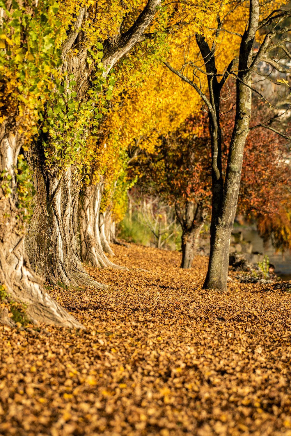 a row of trees with yellow leaves on the ground