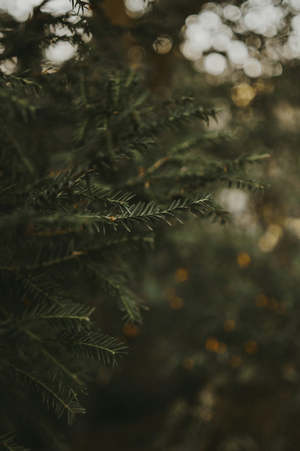 a close up of a pine tree with a blurry background