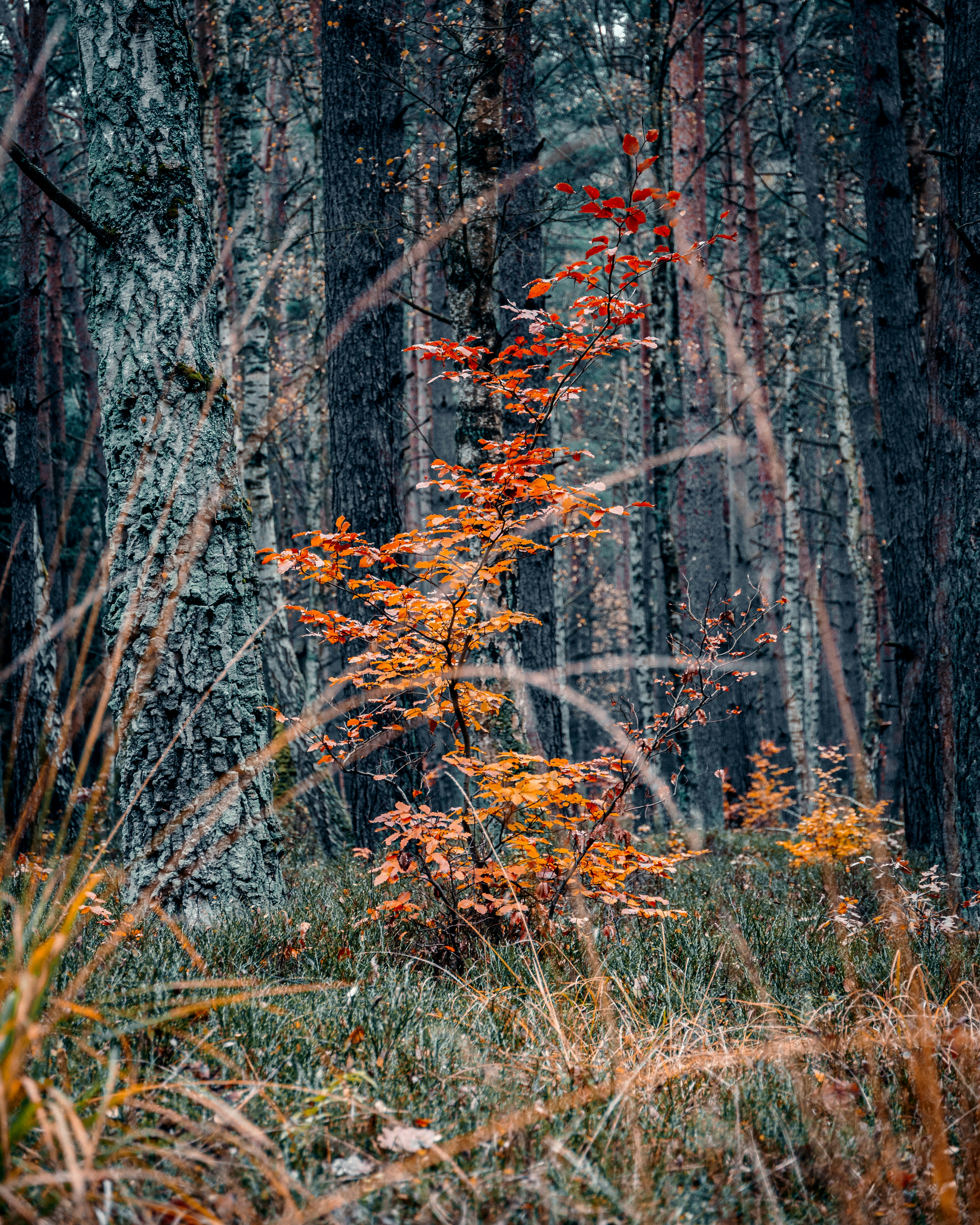 Photo by bielej