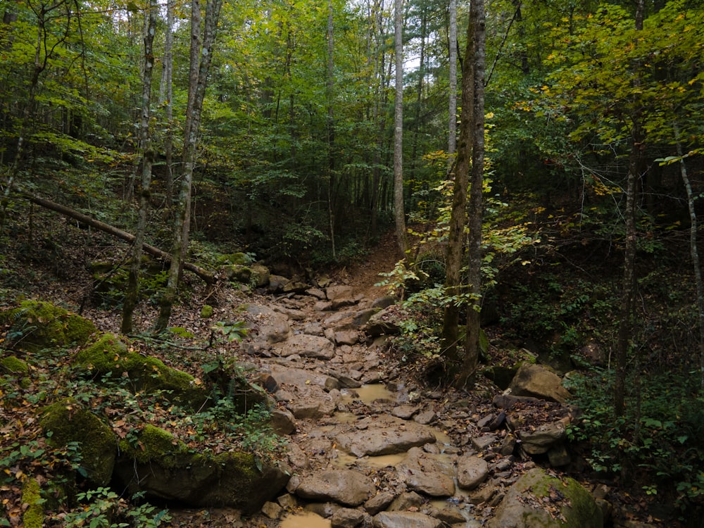 a rocky path in the middle of a forest