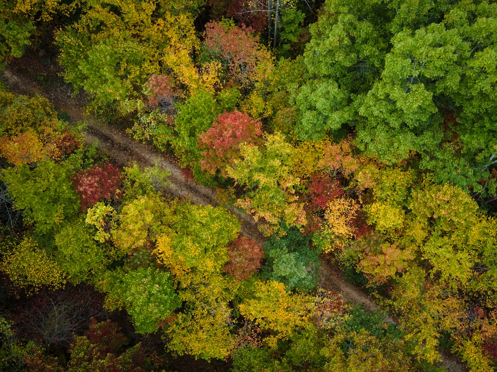 an aerial view of a forest with lots of trees