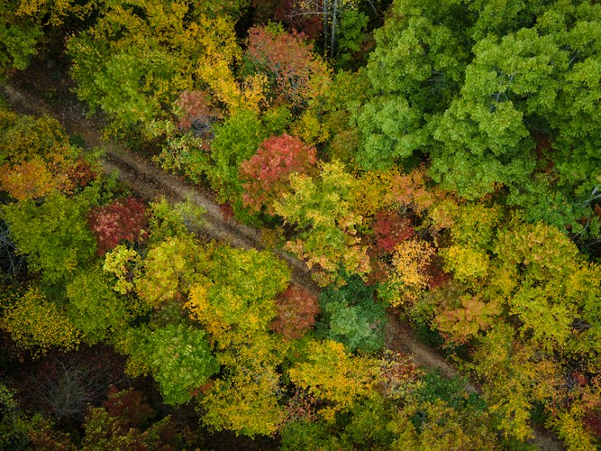Appalachian Forest: The Ancient Mountains' Diverse Woodland