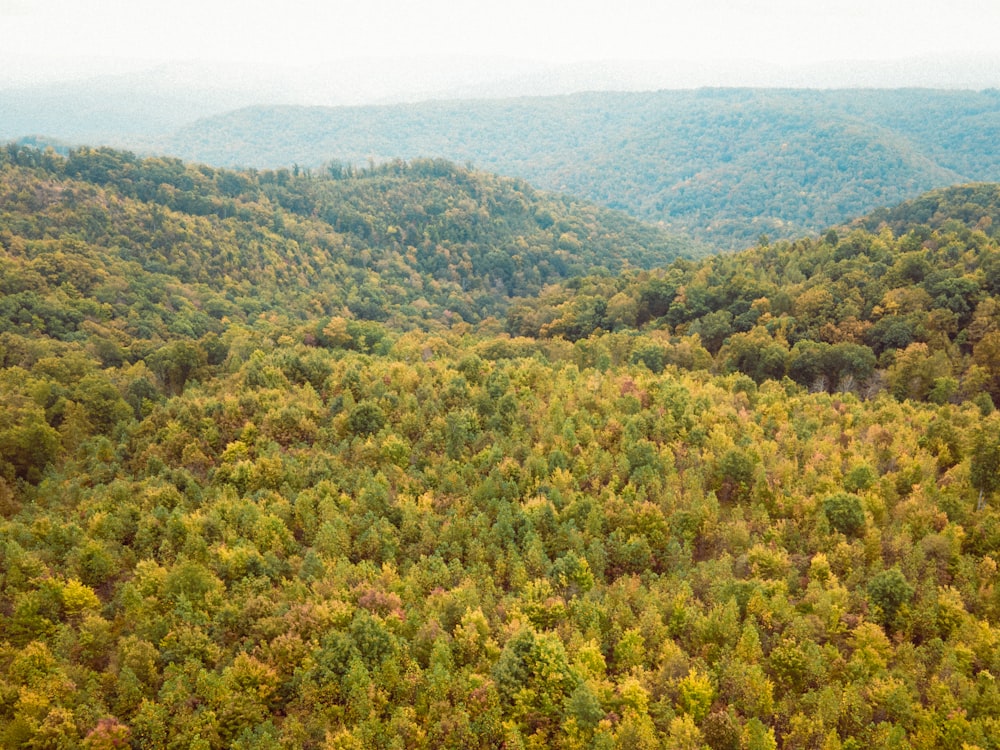 a forest filled with lots of green and yellow trees