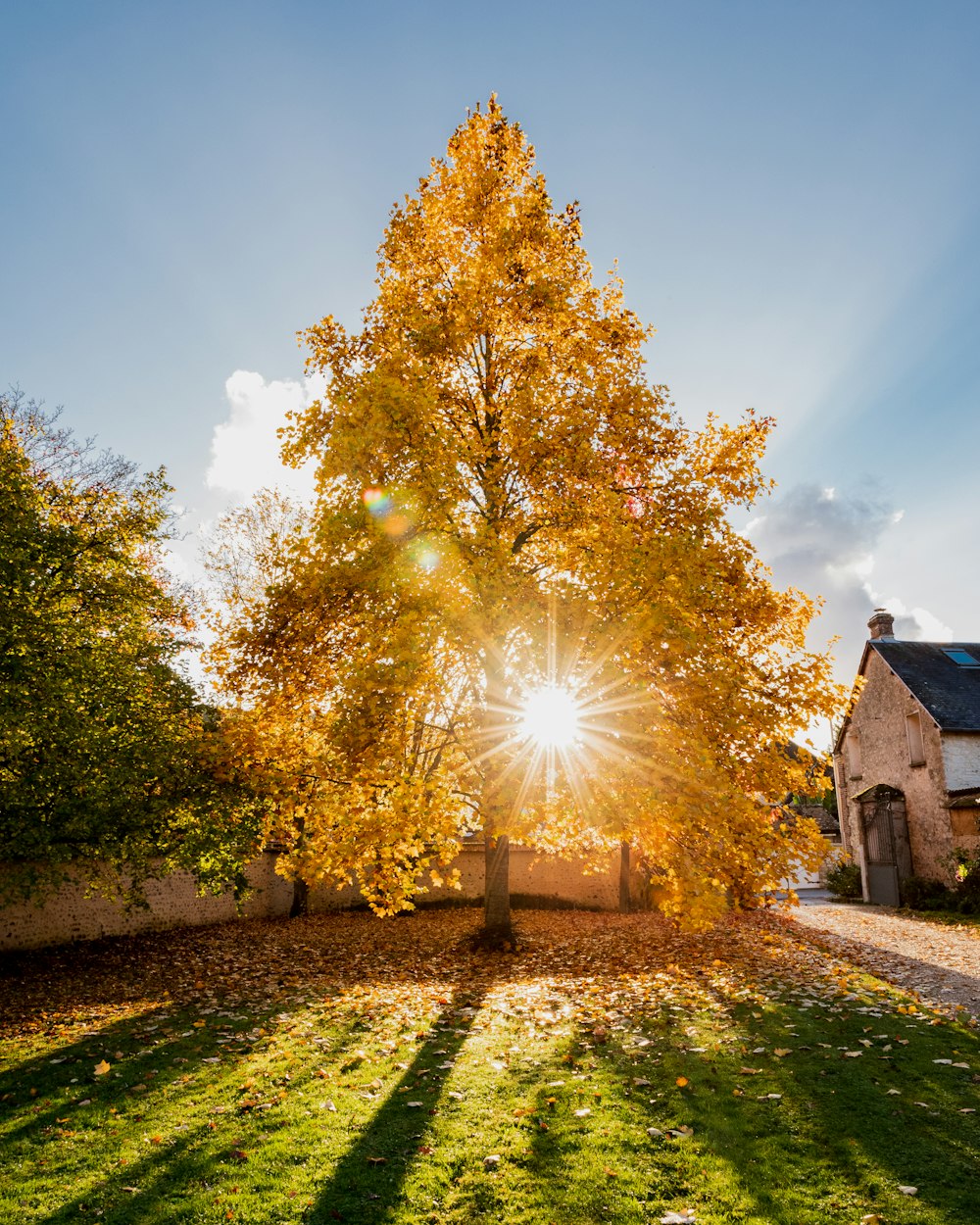 a tree with the sun shining through it