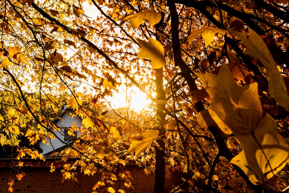 the sun shines through the leaves of a tree