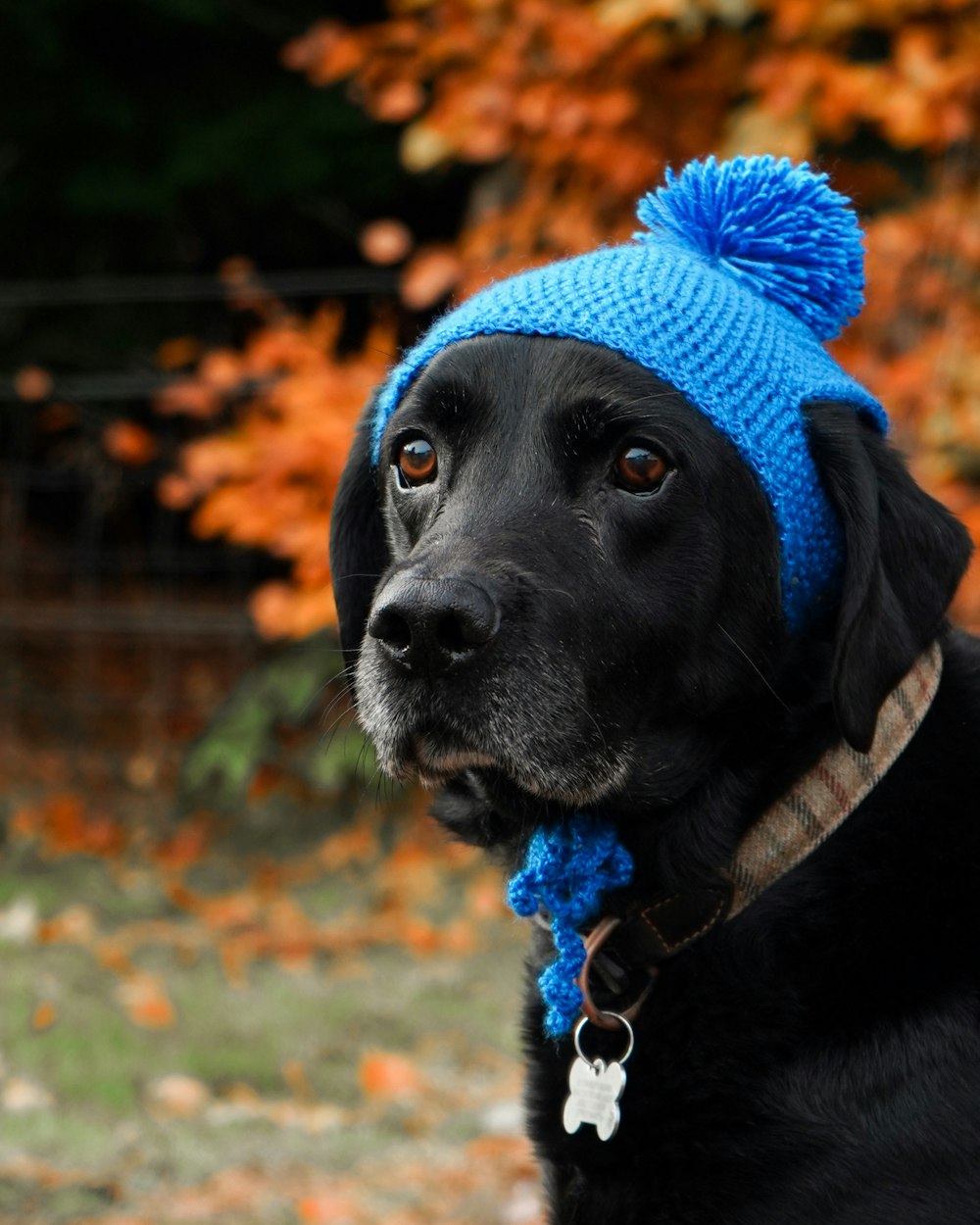 a black dog wearing a blue knitted hat
