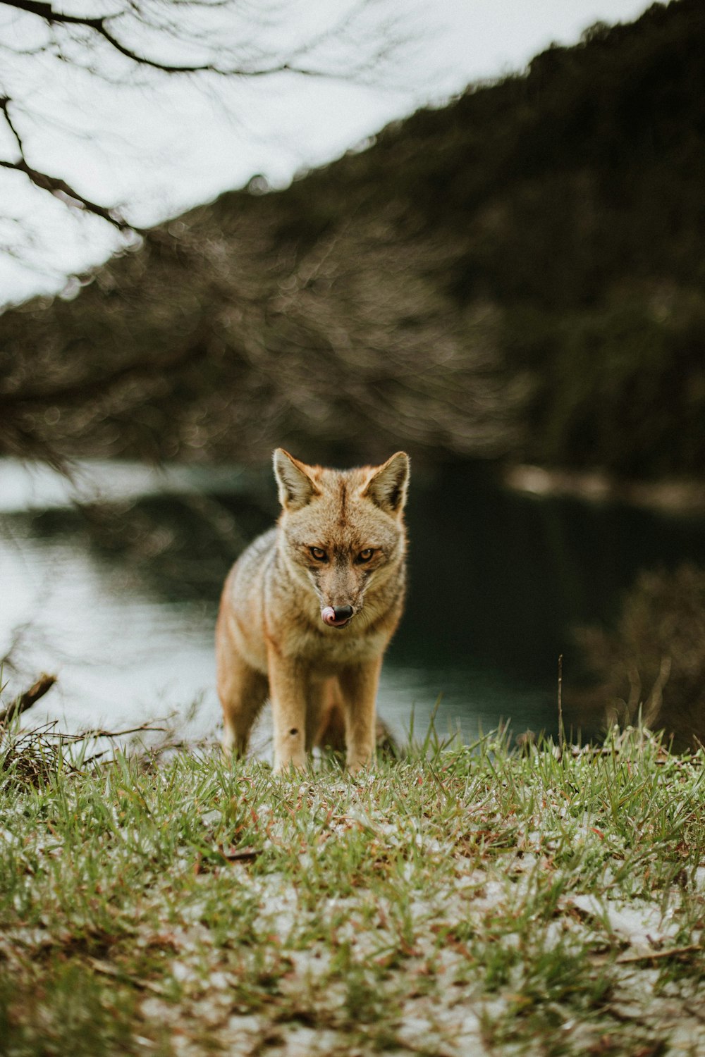 a fox standing on top of a grass covered field