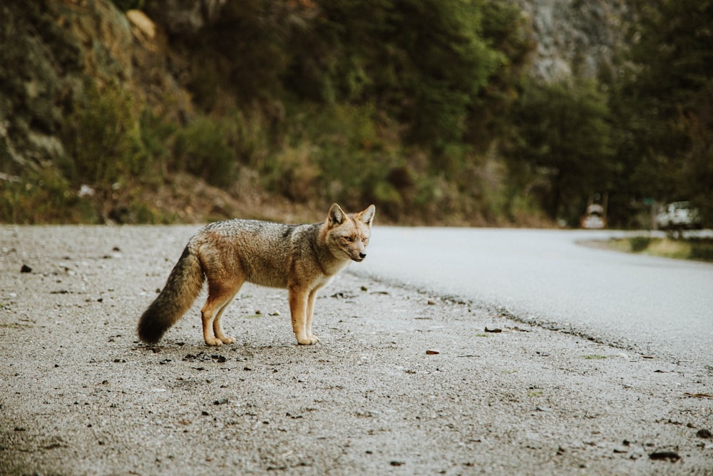 a small animal standing on the side of a road