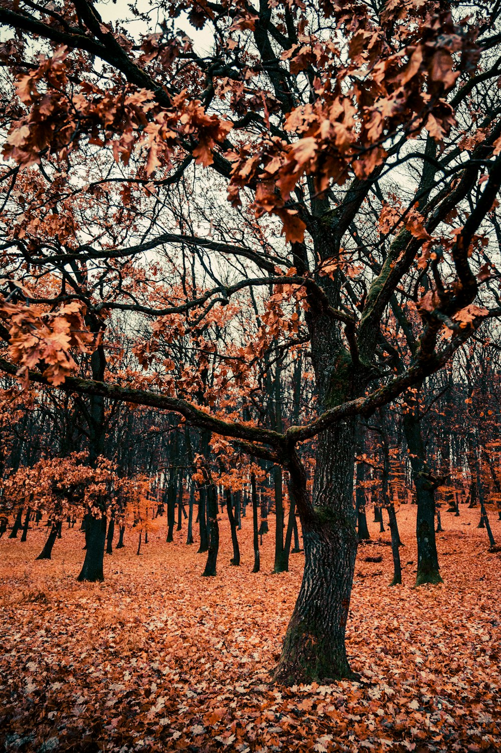 a tree in the middle of a forest filled with leaves