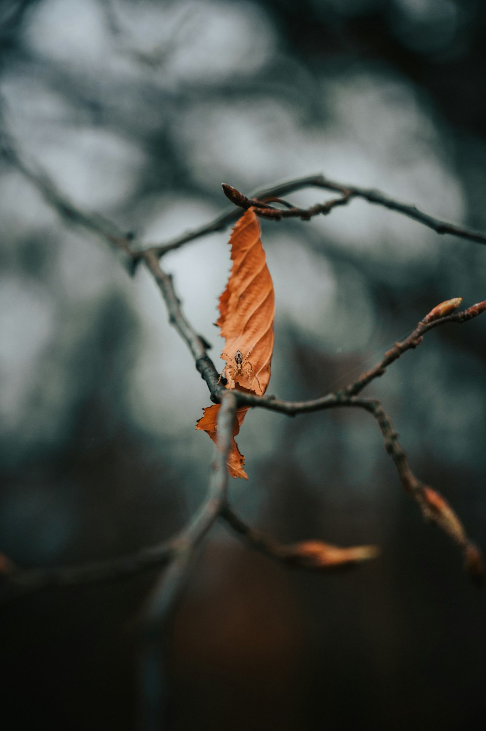 a leaf that is sitting on a branch