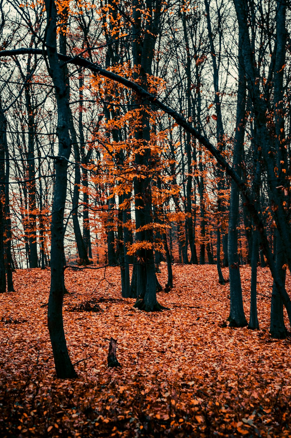 a forest filled with lots of trees covered in leaves