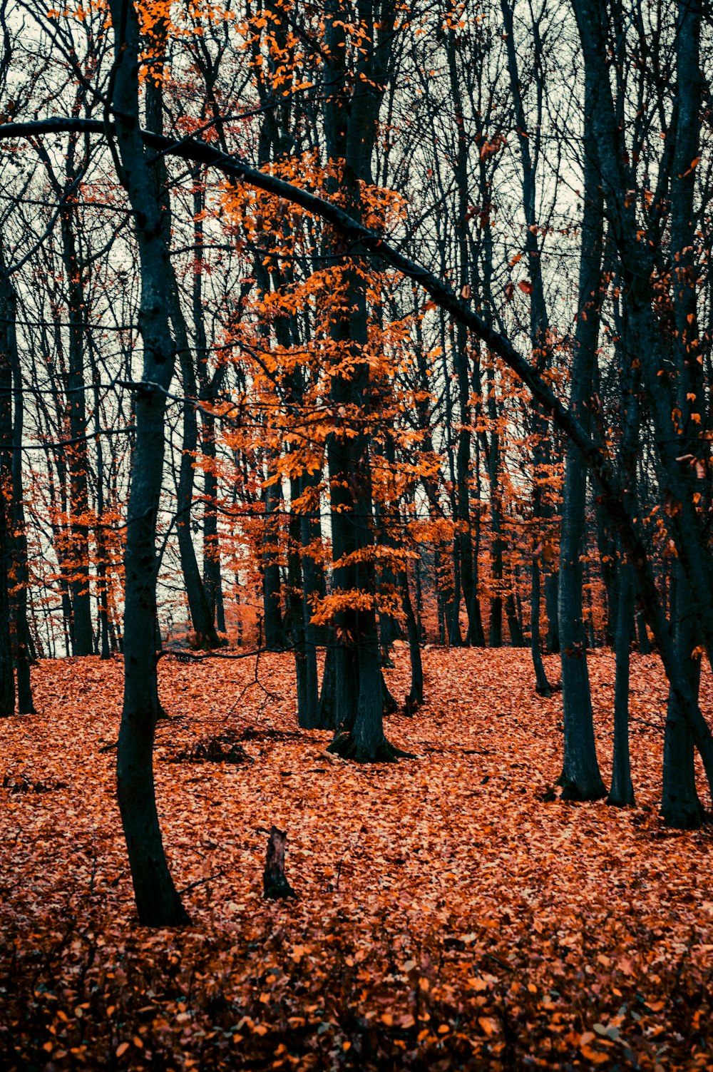 Un bosque lleno de muchos árboles cubiertos de hojas