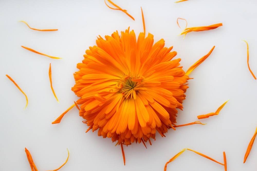Un fiore arancione circondato da petali su una superficie bianca
