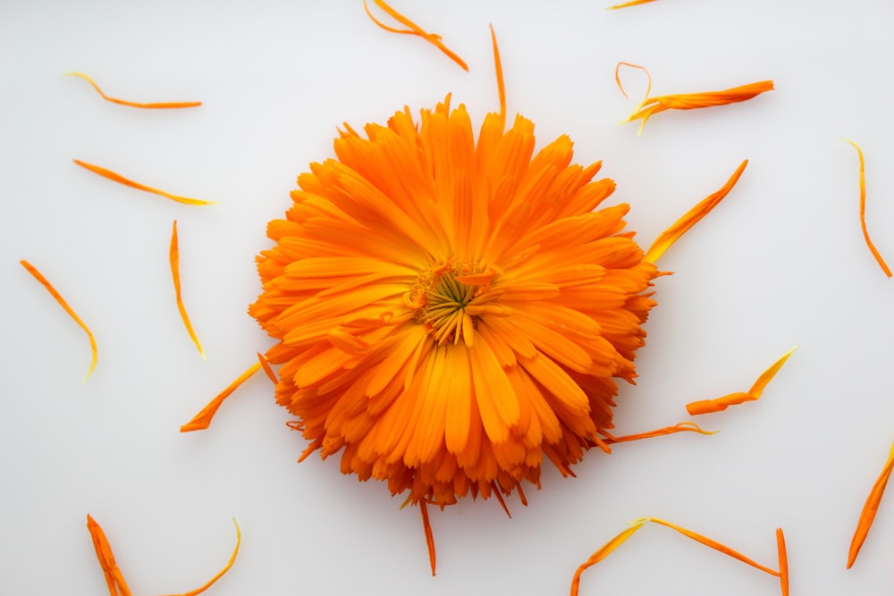 una flor naranja rodeada de pétalos sobre una superficie blanca