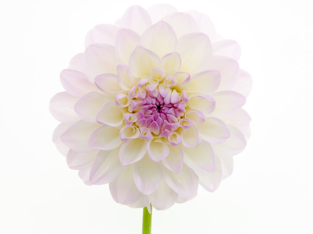 a large white flower with a pink center