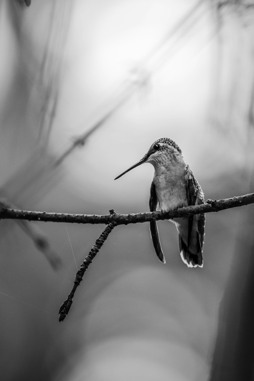 a black and white photo of a bird sitting on a branch