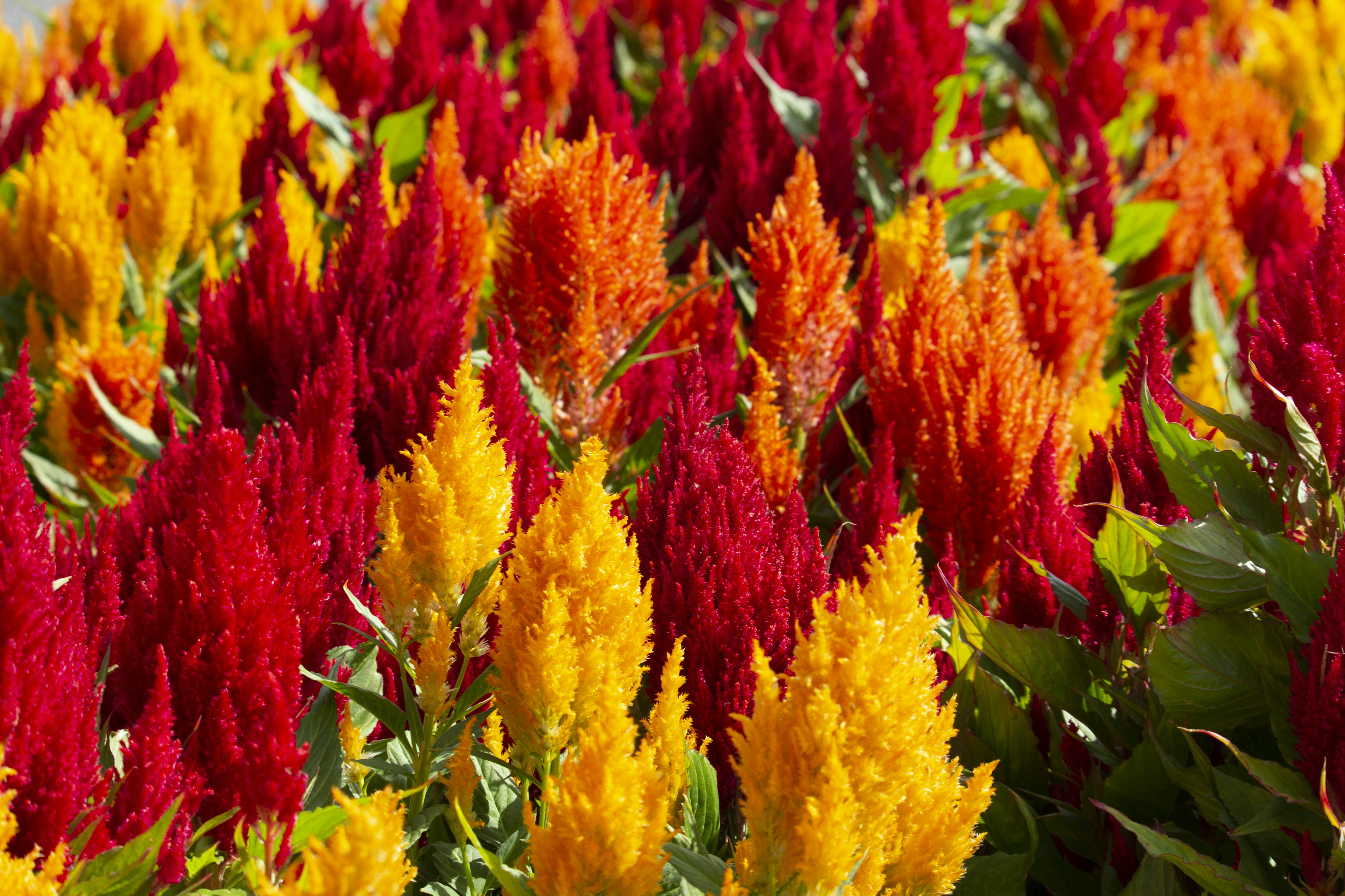 a bunch of flowers that are in the grass