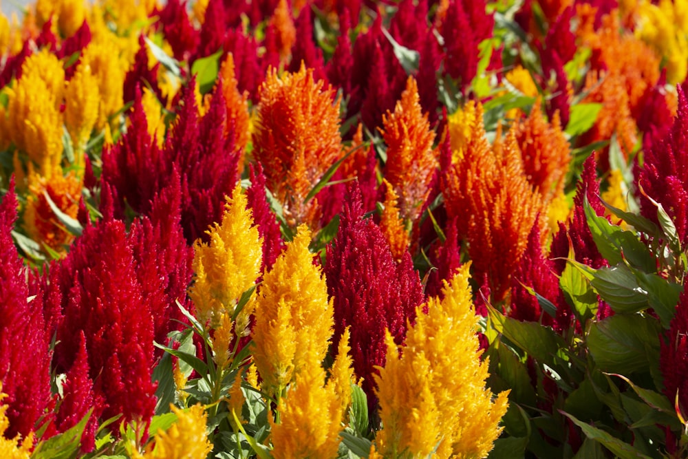 a bunch of flowers that are in the grass