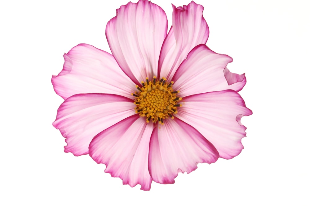 a pink flower with a yellow center on a white background