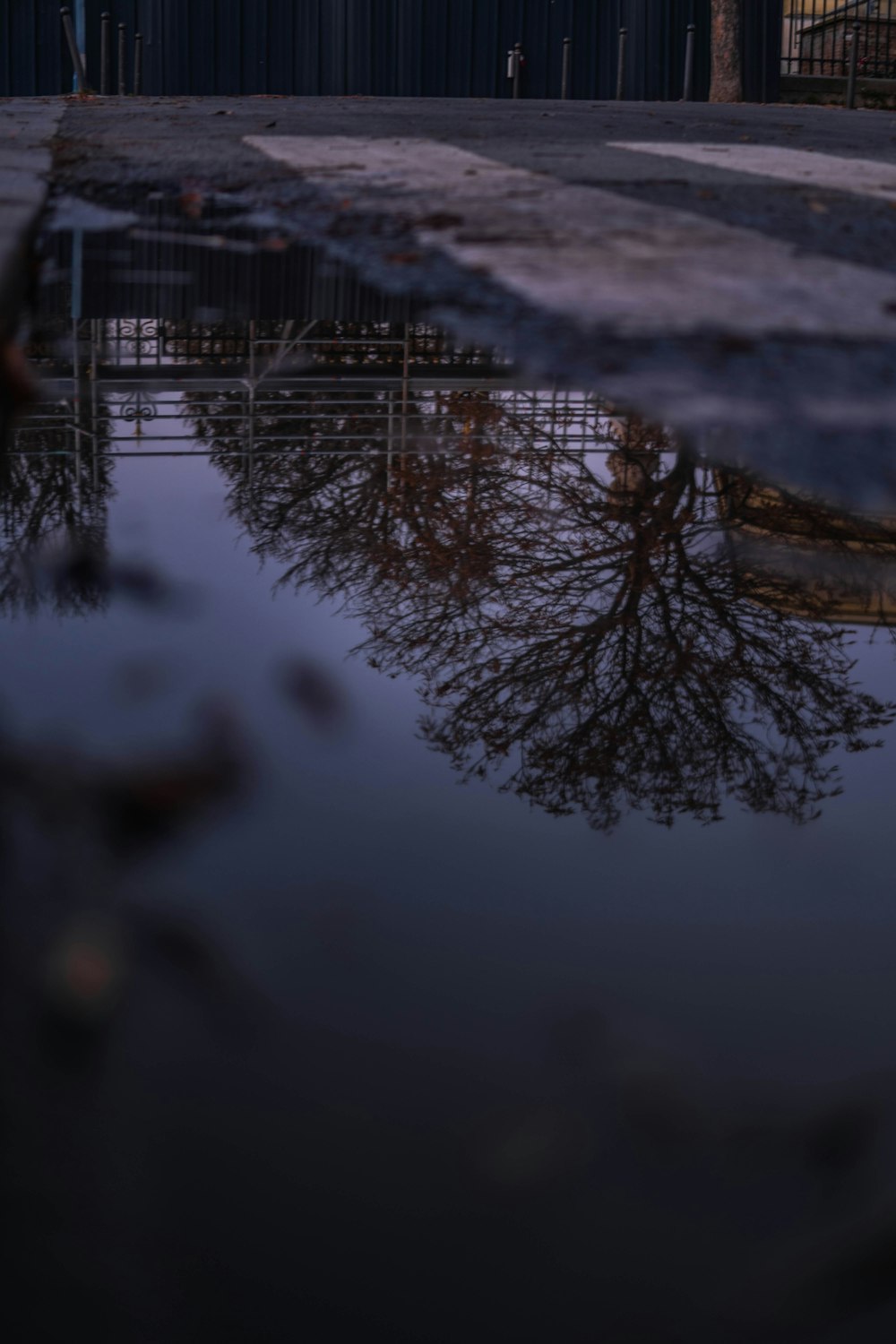 a reflection of a tree in a puddle of water