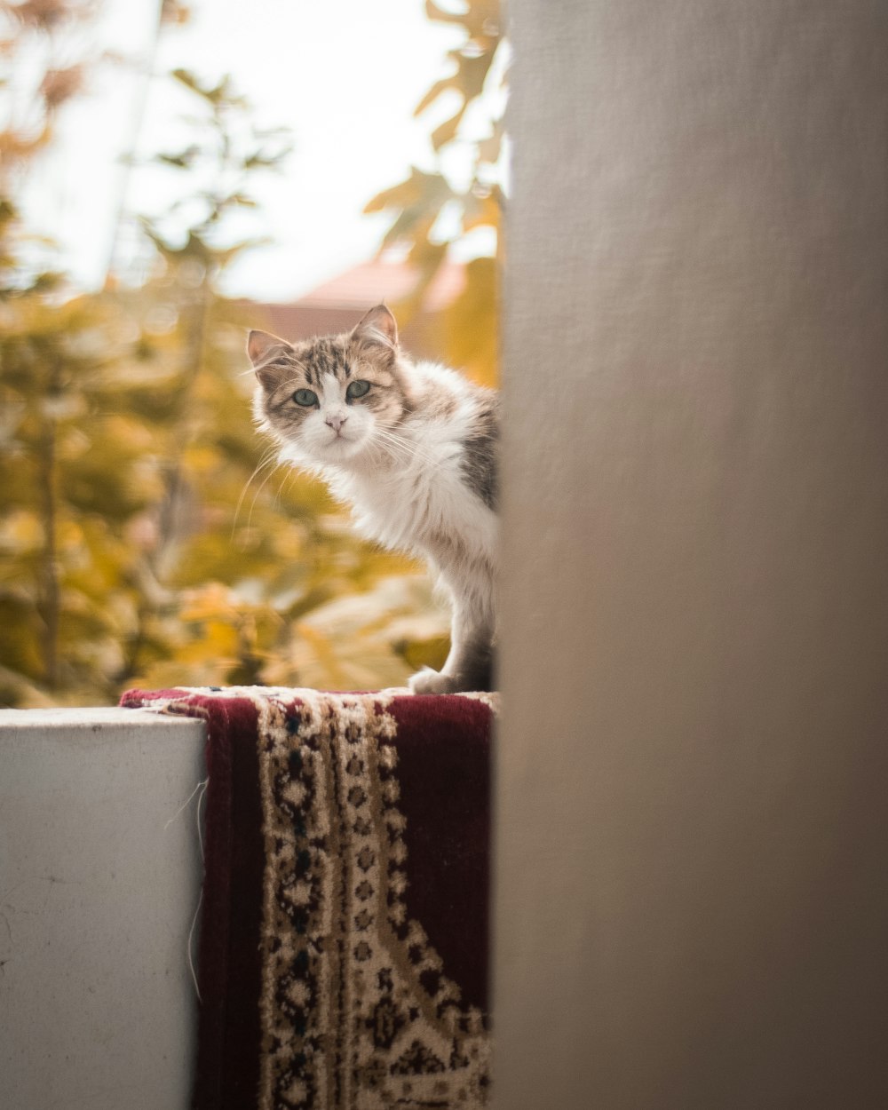 a cat sitting on top of a window sill