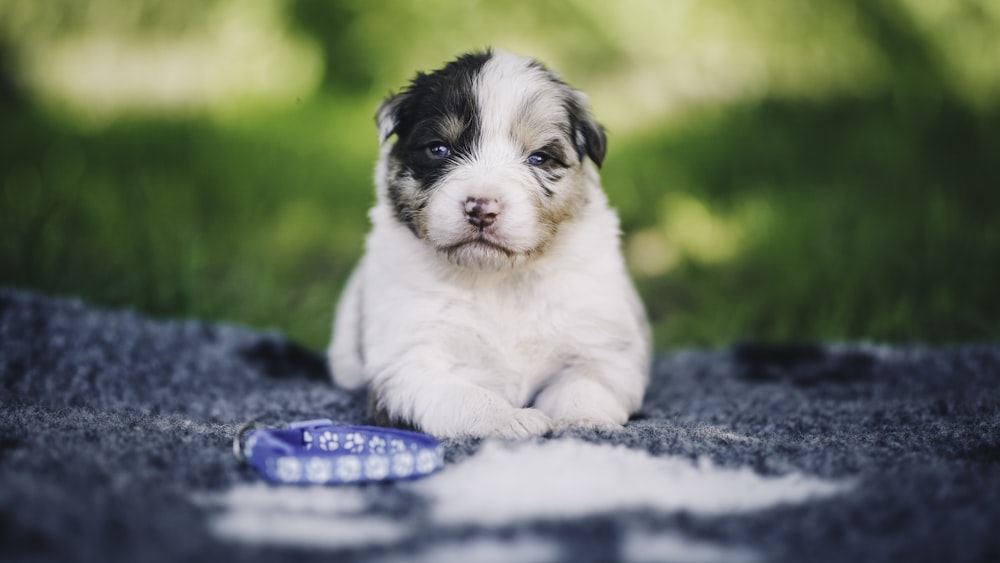 a black and white puppy sitting on top of a blue blanket