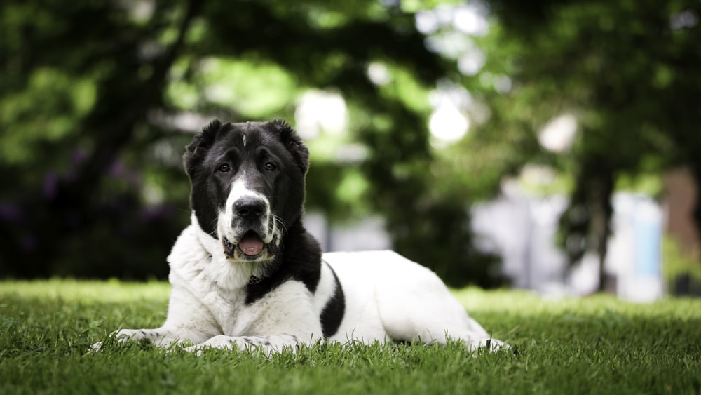 a black and white dog laying in the grass