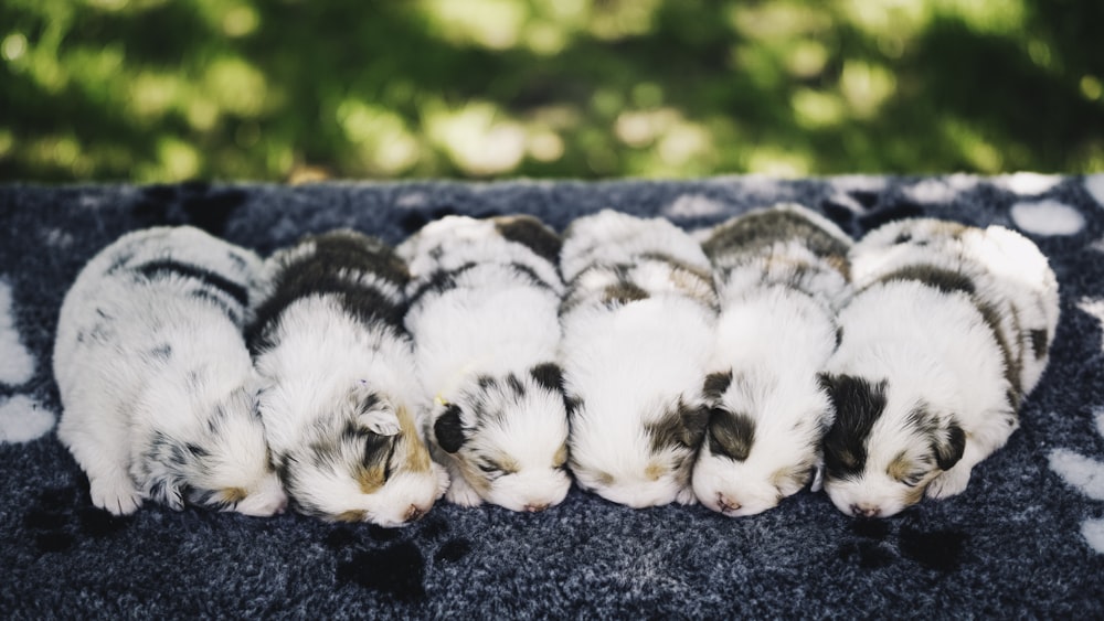 a group of kittens are huddled together on a blanket
