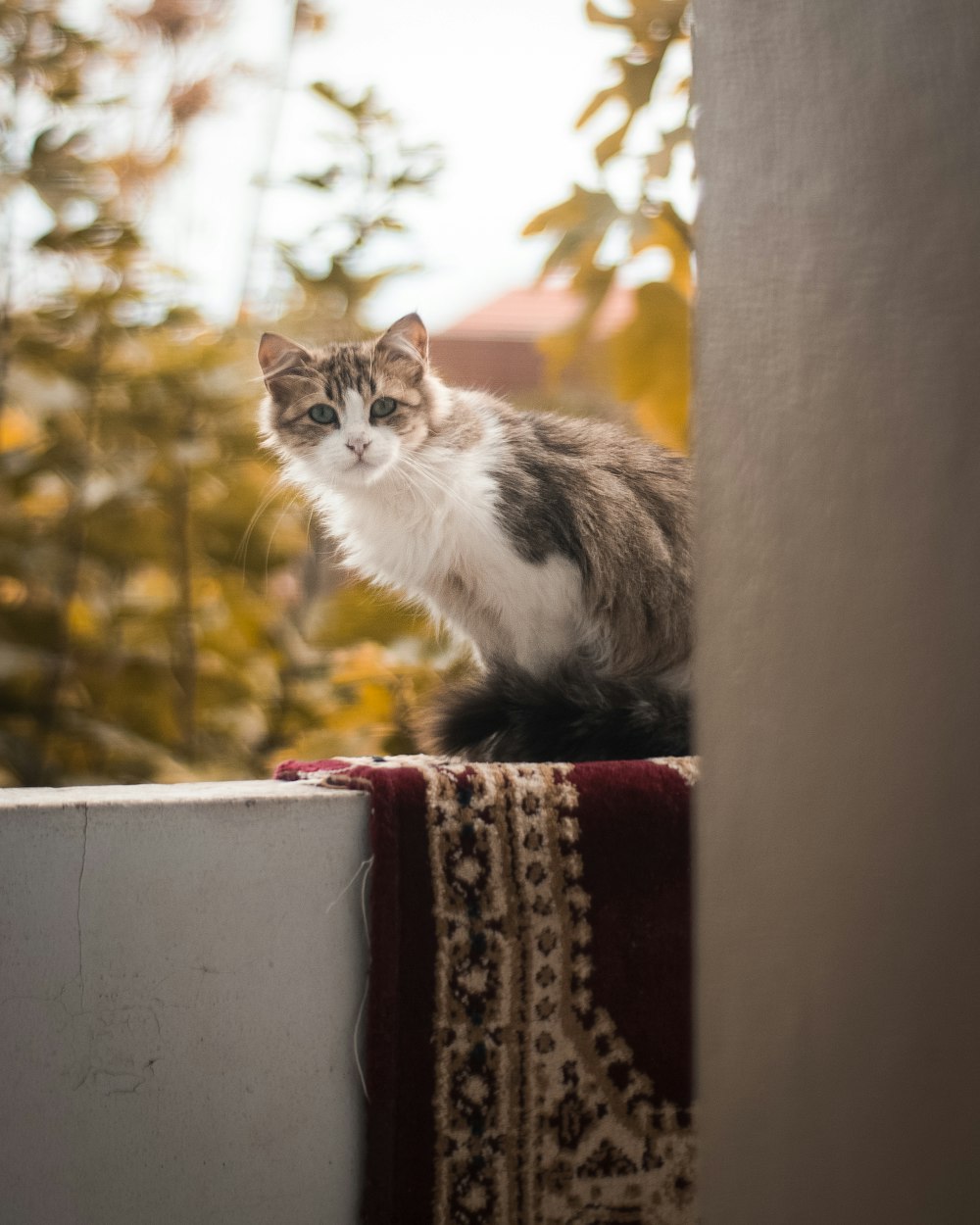 a cat sitting on top of a window sill
