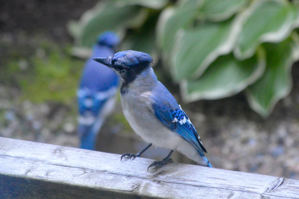 a blue bird sitting on top of a wooden fence