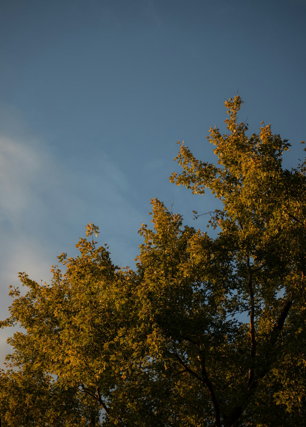 a tree with yellow leaves against a blue sky