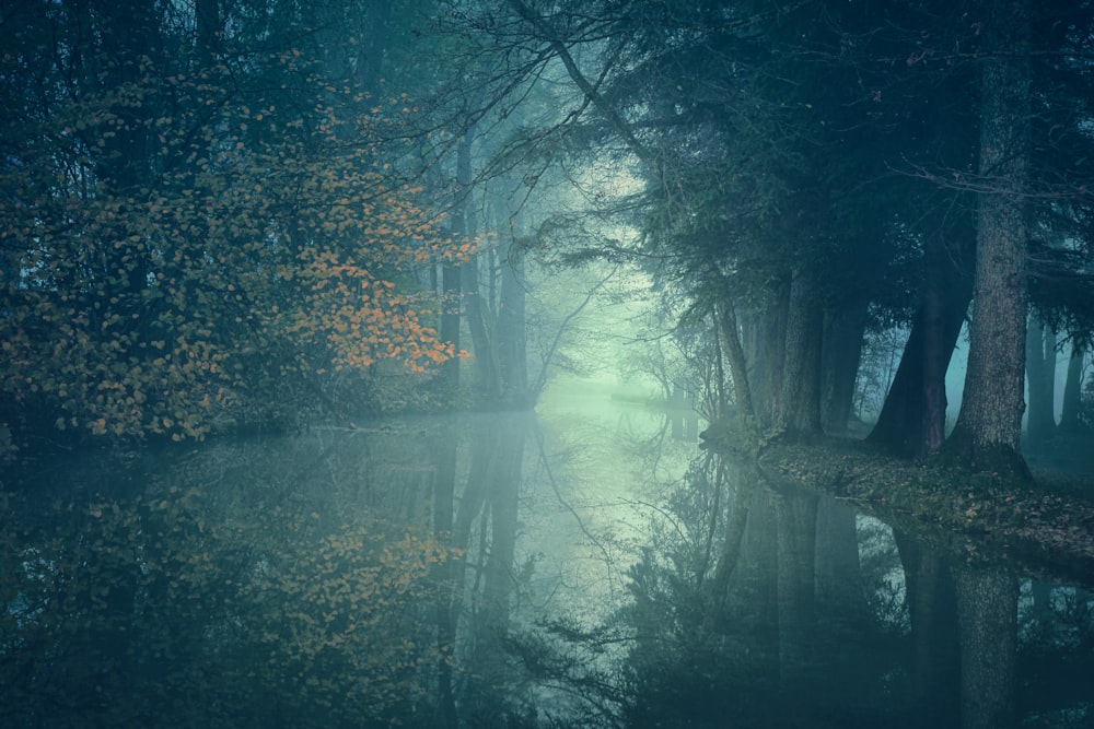 Una foresta nebbiosa piena di molti alberi