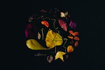 A dark background highlights a circular arrangement of various autumn leaves and small flowers. The leaves display a range of colors including yellows, reds, and purples, suggesting a seasonal theme. Some small berries and twigs are interspersed amongst the leaves, adding texture and interest to the composition.