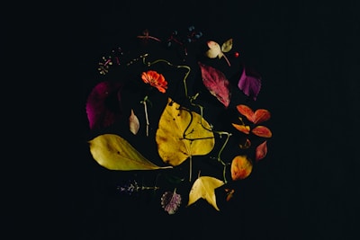A dark background highlights a circular arrangement of various autumn leaves and small flowers. The leaves display a range of colors including yellows, reds, and purples, suggesting a seasonal theme. Some small berries and twigs are interspersed amongst the leaves, adding texture and interest to the composition.