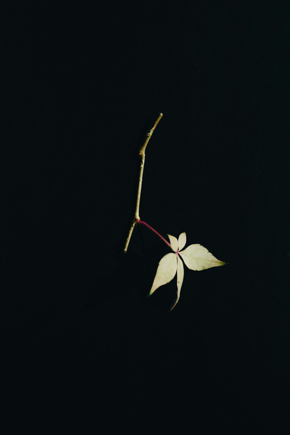 a single white flower on a black background