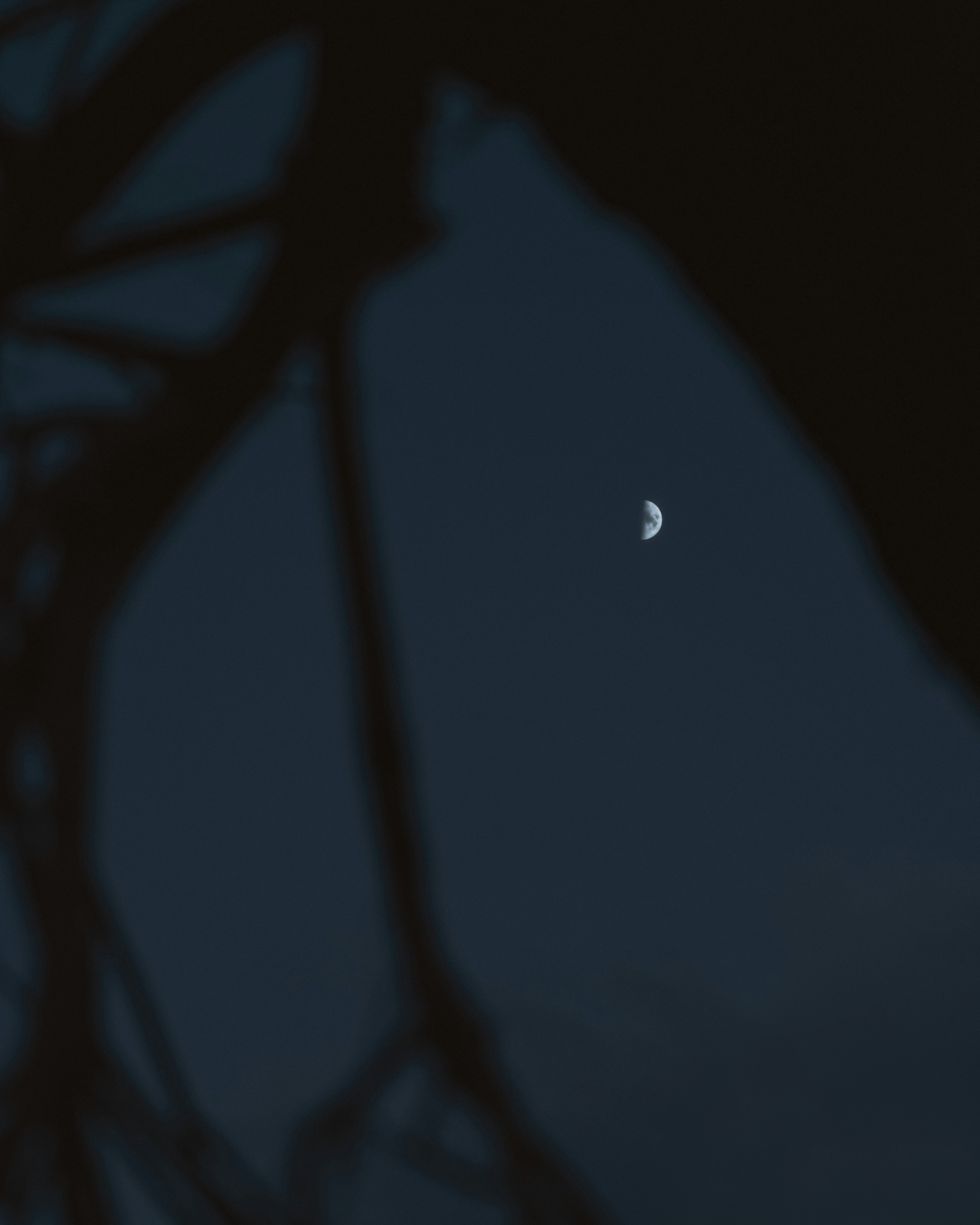 Photo by alikarimibn