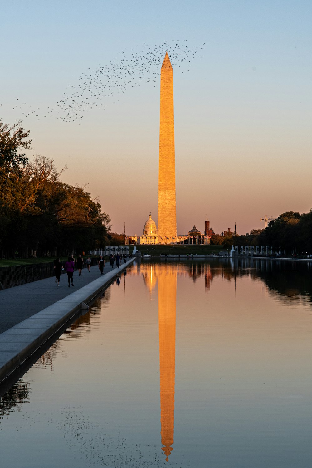 Ein Vogelschwarm fliegt über das Washington Monument