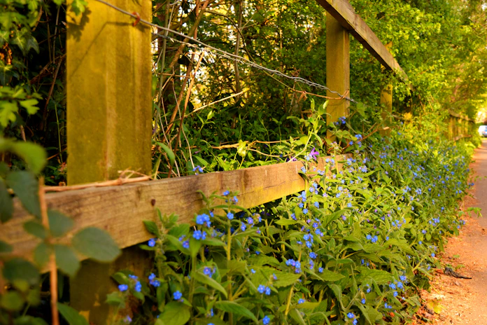 A rustic wooden fence lined with blooming wildflowers under a soft morning light.