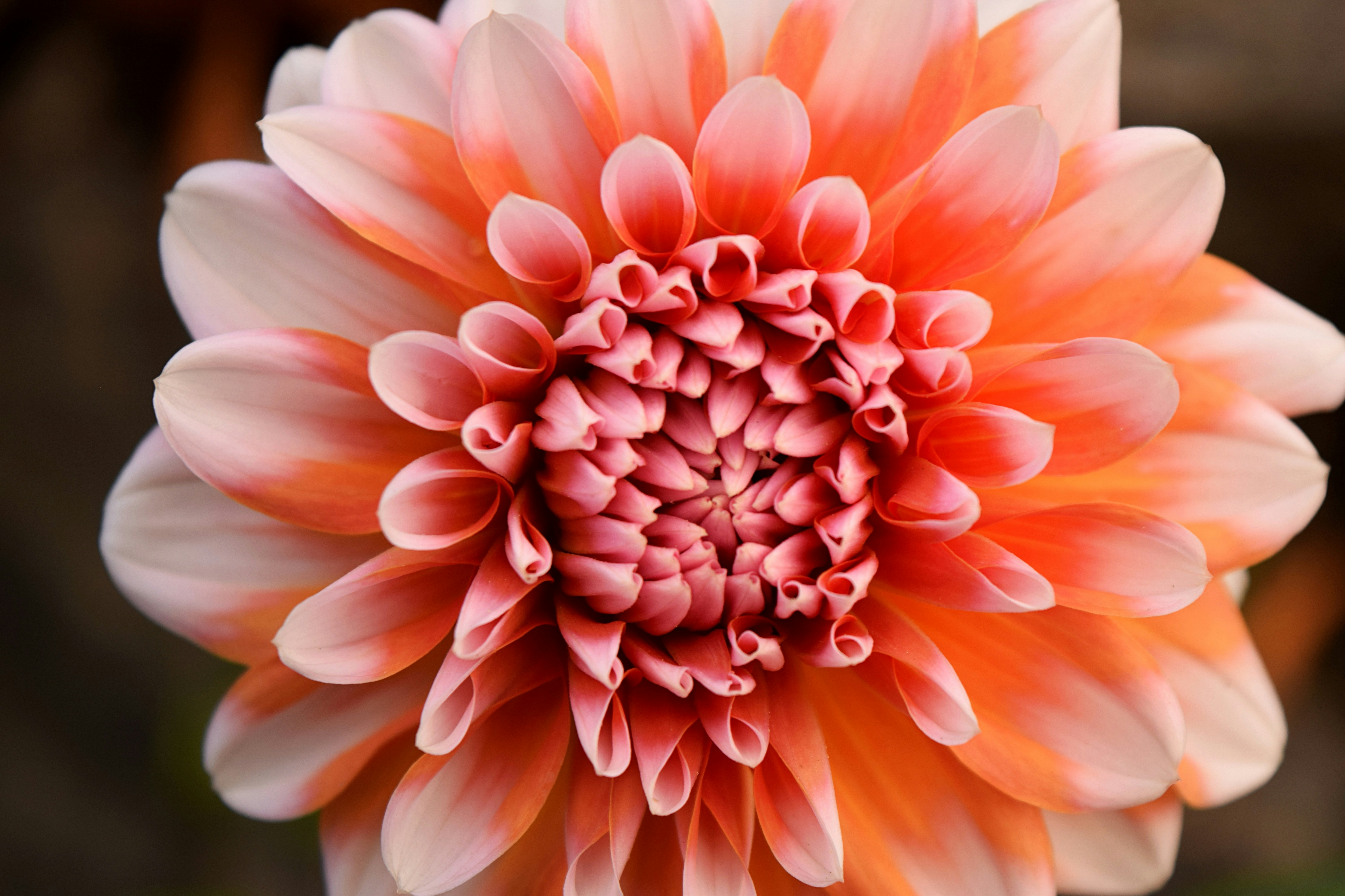 Photo by allisonh328