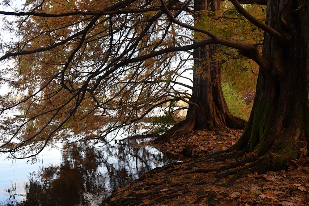 a couple of trees that are next to a body of water