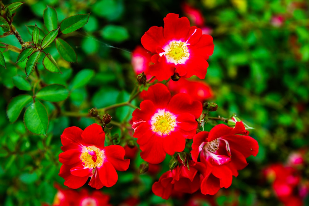 un mazzo di fiori rossi che sono nell'erba