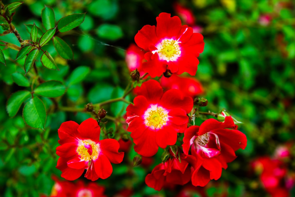 a bunch of red flowers that are in the grass