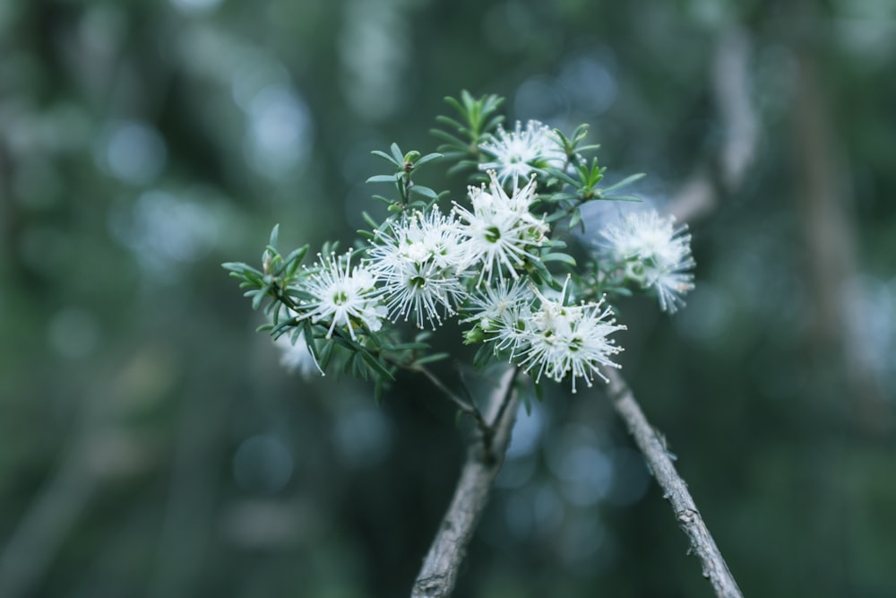 a close up of a tree branch with white flowers