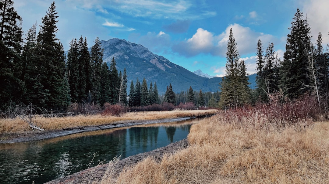 a river running through a lush green forest, Banff when fall becomes winter