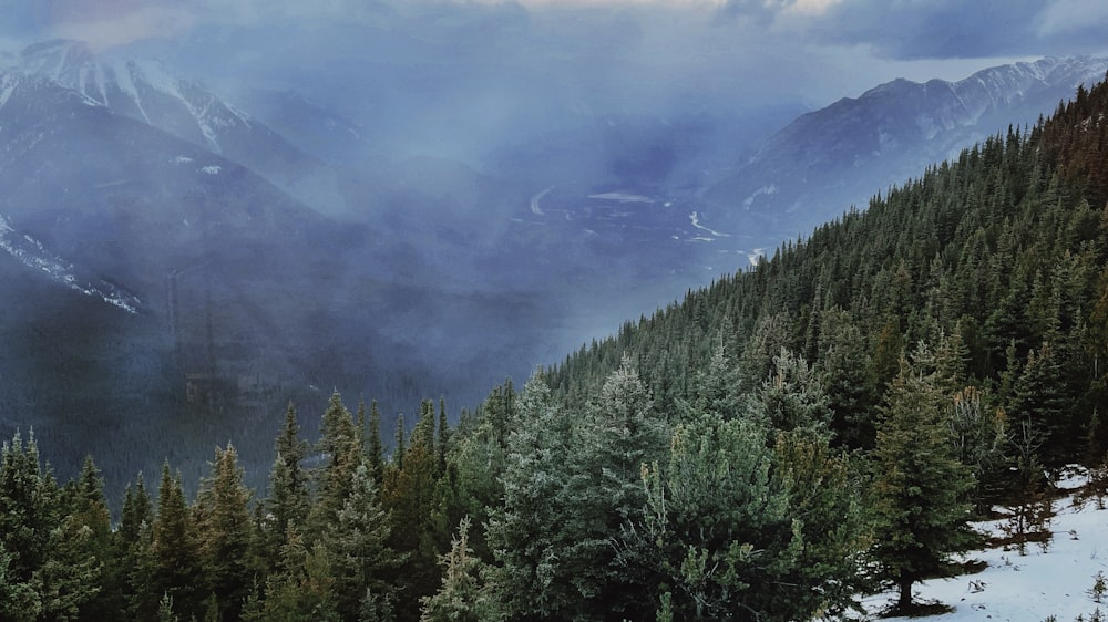 a view of a forest with mountains in the background