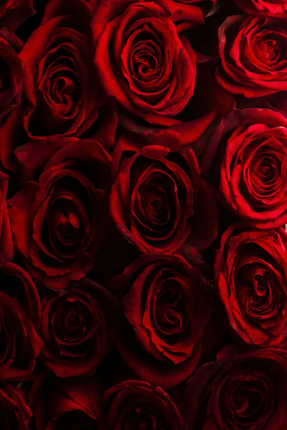 a bunch of red roses that are close together